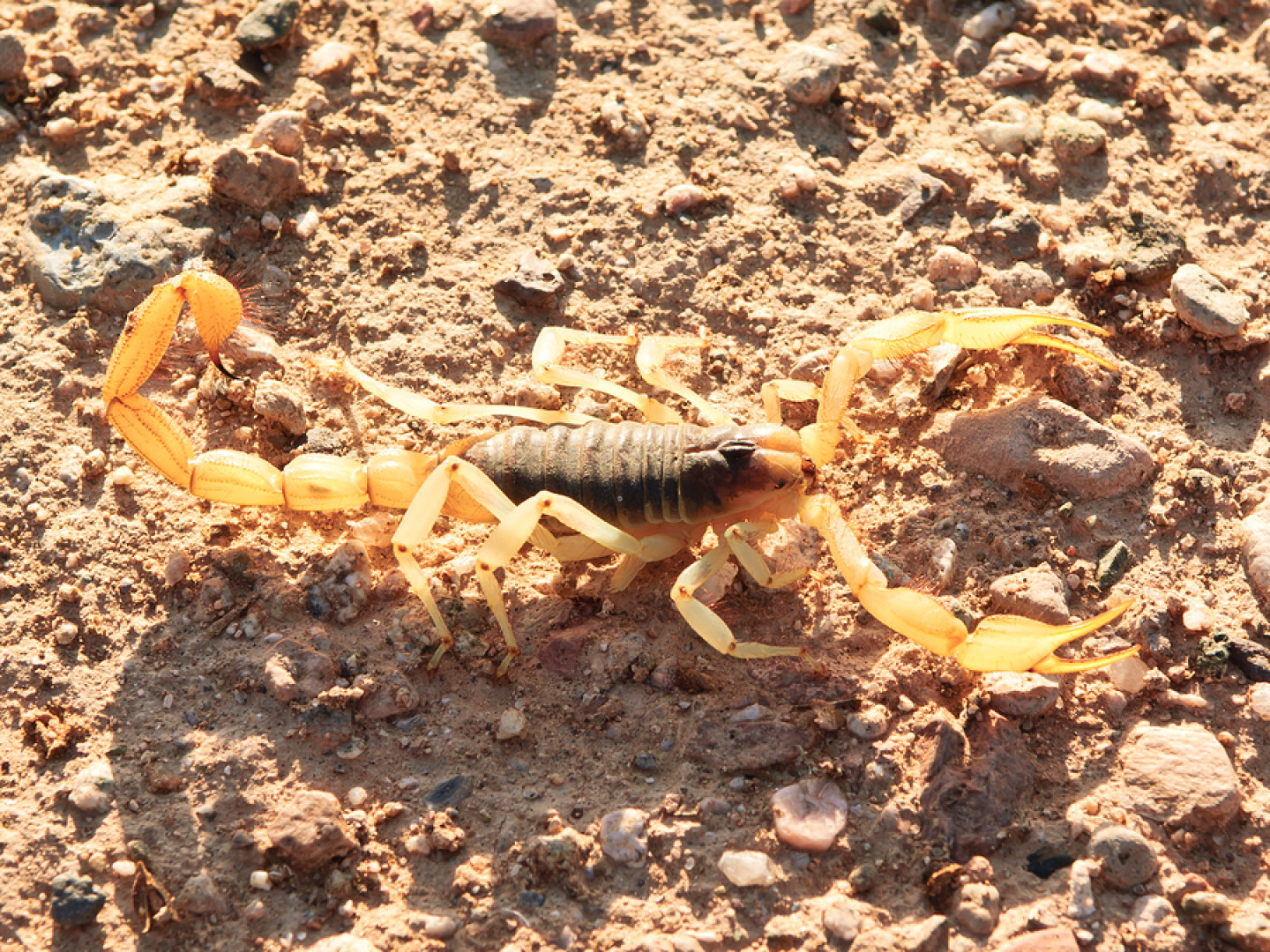 Pest Control Gold Canyon, AZ Desert Views Pest Control